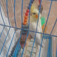 مایل به معاوضه است فروشی نیست