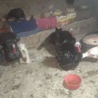 ۴ عدد بوقلمون