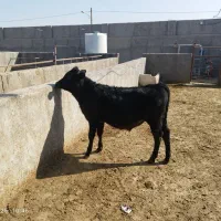 گوساله انگوس