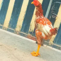 نوچه خروس لاری