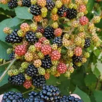 نهالستان دارای ارقام متنوع نهالهای دیرگل|خدمات باغبانی و درختکاری|بیجار, |دیوار