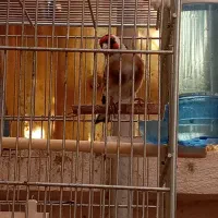 سهره جفتی وسهره قتاری.|پرنده|کرج, المهدی|دیوار