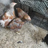 نیمچه برهما وارداتی ،ویاندوت بلورد، سیبرایت بوف|حیوانات مزرعه|شیراز, امام حسین|دیوار