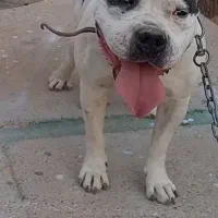 امریکن پیت بول ماده نزدیک فحل یا معاوضه...|سگ|شیراز, شاپورجان|دیوار