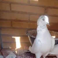 کبوتر سفید گم شده