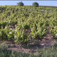 فروش-اجاره-یا-معاوضه-باغ-انگور-دیم-4660-متری