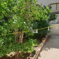 ۱۴۰مترحیاط دلباز اختصاصی / همکف در نوفل لوشاتو|فروش آپارتمان|مشهد, رضاشهر|دیوار