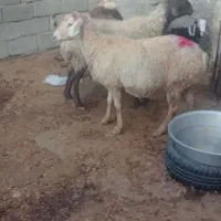 بزغاله بره میش کیلویی|حیوانات مزرعه|بجنورد, |دیوار