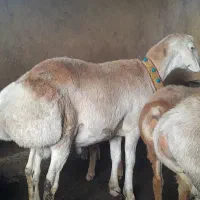 نربره چینی قوچی