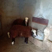 بره قوچ|حیوانات مزرعه|قلقل رود, |دیوار