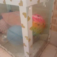 شیشه آکواریوم سالم|ماهی|یزد, |دیوار