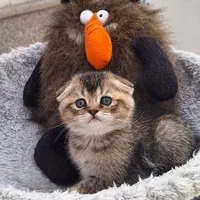 بچه گربه های اسکاتیش بریتیش پرشین iran cats|گربه|قم, آزادگان|دیوار