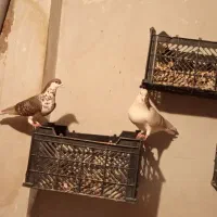 کفتر