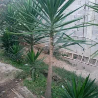 گل یوگا فروشی|گل و گیاه طبیعی|املش, |دیوار