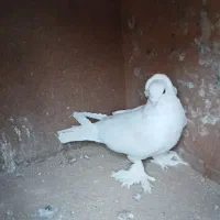 کبوترتزیینی|پرنده|وحیدیه, |دیوار