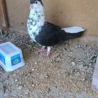 کبوتر سینه قهوای  طوق الماس  عطیقه|پرنده|زابل, |دیوار