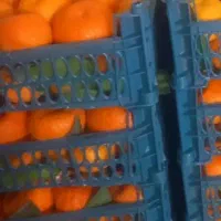 نارنگی و تامسون