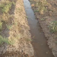 باغ پسته|فروش زمین و ملک کلنگی|بوئین زهرا, |دیوار