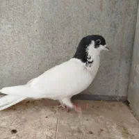 کبوتر روسری ماده قزوینی