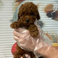 مرکز توله سگ توی پودل های اصیل و درجه یک رد و‌ ..|سگ|تهران, چیتگر شمالی|دیوار