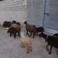 میش و بز بره بزغاله