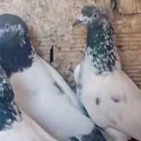 کفتر تیپلر تزمینی