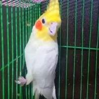 دو عدد عروس هلندی|پرنده|بهشهر, |دیوار