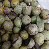 گردوی تازه شهریار۸۵ زیتون رودبار۷۵