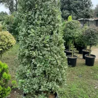 گل و گیاه طبیعی|گل و گیاه طبیعی|کلاچای, |دیوار