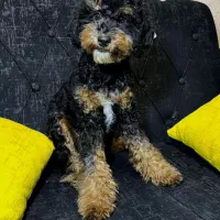 پودل ماده خاص|سگ|اسلامشهر, شهرک الهیه|دیوار