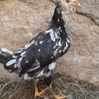 نوچه مرغ و خروس گلین