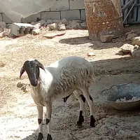 قوچ بره غوچ چاق بندرلنگه