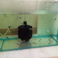 ۲۰عدد ماهی گوپی بیگ ایر چمپیون مولد درشت|ماهی|تهران, والفجر (افسریه)|دیوار