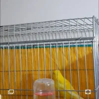 قناری طلایی|پرنده|بهبهان, |دیوار