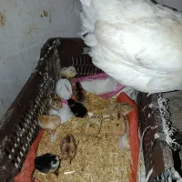 مرغ کرک با جوجه و باری گردن لخت