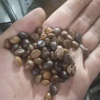 پخش دانه قهوه بافوم عالی فقط۸۱۰تومن ‌دماوندحومه|کافی‌شاپ و رستوران|دماوند, |دیوار