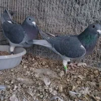 کبوتر پلاکی|پرنده|حمیدیا, |دیوار