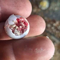 شهرک چمران|پرنده|چمران, |دیوار