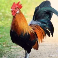 فروش خروس محلی