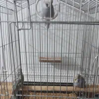 مرغ عشق انگلیسی|پرنده|باوی, |دیوار