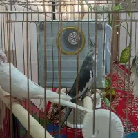سه تا عروس هلندی