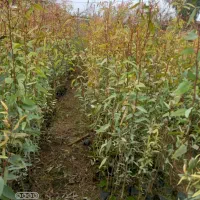 نهال اکالیپتوس ۲ ساله و ۱ ساله|خدمات باغبانی و درختکاری|علی‌آباد کتول, |دیوار