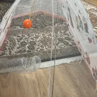 پشه بند چتری نوزاد|اسباب و اثاث بچه|زنجان, |دیوار