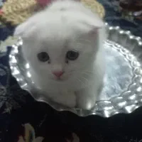 مهربون|گربه|مشهد, حضرت حجت|دیوار