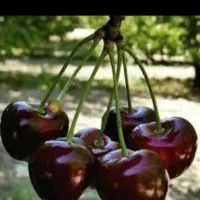 چهاردیواری ۱۰۰ میلیون پیش پرداخت