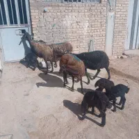 میش و بره|حیوانات مزرعه|نهاوند, |دیوار