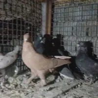 کبوترقره شاخ دارو رنگی|پرنده|سپیدان, |دیوار