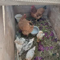 دوتا مرغ رسمی پنچ تا جوجه بشرط