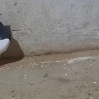 کبوترطوق سیاه کاکل ساده|پرنده|فسا, |دیوار