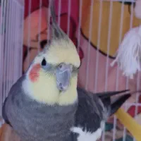 عروس هلندی گمشده